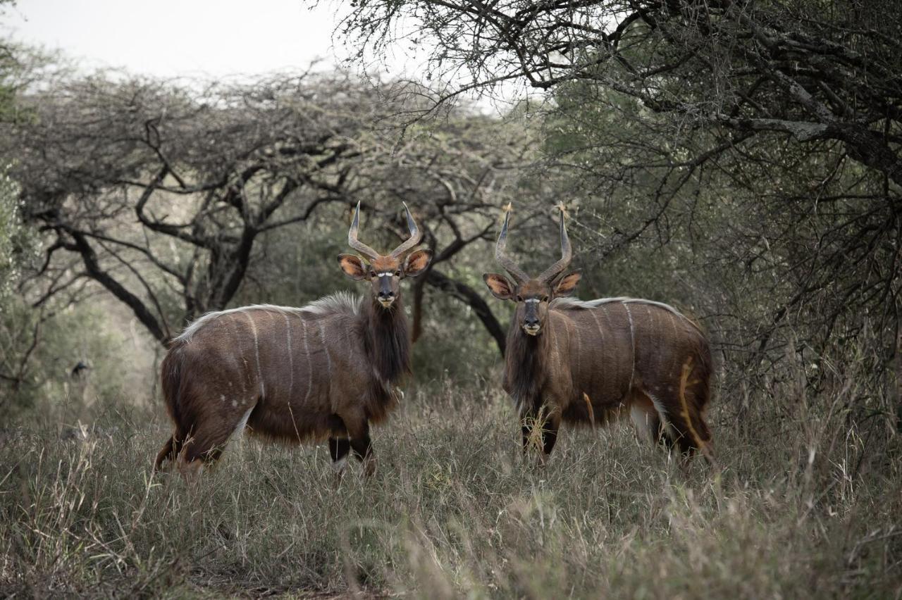 Zululand Lodge هلوهلوي المظهر الخارجي الصورة