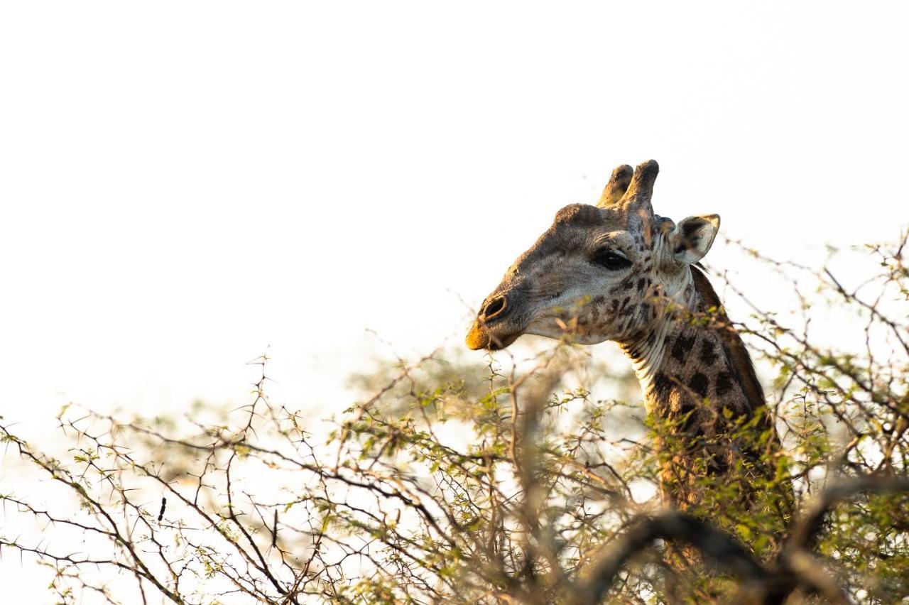 Zululand Lodge هلوهلوي المظهر الخارجي الصورة